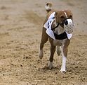 Basenji KSM Muenster 2014 (1023)